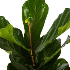 Ficus Lyrata - Tabaksplant - Toef - P17 H90 - Kamerplant -Tuin Magisch Verkoop ficus lyrata tabaksplant toef p17 h90 5