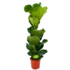 Ficus Lyrata - Tabaksplant - Toef - P21 H90 - Kamerplant