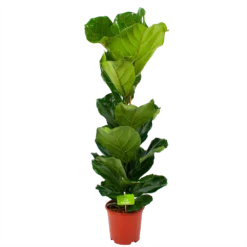 Ficus Lyrata - Tabaksplant - Toef - P21 H90 - Kamerplant