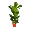 Ficus Lyrata - Tabaksplant - Toef - P24 H120 - Kamerplant