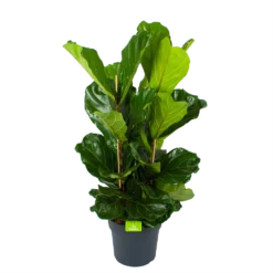 Ficus Lyrata - Tabaksplant - Toef - P34 H120 - Kamerplant