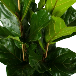 Ficus Lyrata - Tabaksplant - Toef - P34 H120 - Kamerplant -Tuin Magisch Verkoop ficus lyrata tabaksplant toef p34 h120 5 3