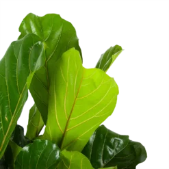 Ficus Lyrata - Tabaksplant - Toef - P34 H120 - Kamerplant -Tuin Magisch Verkoop ficus lyrata tabaksplant toef p34 h120 6 3