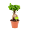 Ficus Microcarpa Ginseng - Bonsai - P17 H40 - Kamerplant
