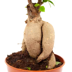 Ficus Microcarpa Ginseng - Bonsai - P17 H40 - Kamerplant -Tuin Magisch Verkoop ficus microcarpa ginseng bonsai p17 h40 5