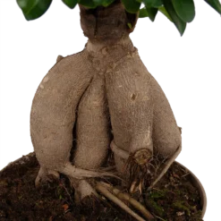 Ficus Microcarpa Ginseng - Bonsai - P20 H45 - Kamerplant 6 Ficus Microcarpa Ginseng - Bonsai - P20 H45 - Kamerplant -Tuin Magisch Verkoop ficus microcarpa ginseng bonsai p20 h45 6