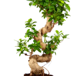Ficus Microcarpa Ginseng - Bonsai - P21 H65 - Kamerplant -Tuin Magisch Verkoop ficus microcarpa ginseng bonsai p21 h65 5