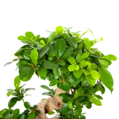 Ficus Microcarpa Ginseng - Bonsai - P21 H65 - Kamerplant -Tuin Magisch Verkoop ficus microcarpa ginseng bonsai p21 h65 6