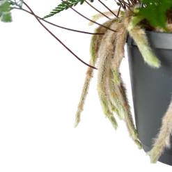 Humata Tyermannii - In Hangpot - P17 H30 - Kamerplant -Tuin Magisch Verkoop humata tyermannii in hangpot p17 h30 6