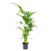 Kentiapalm - Howea Forsteriana - P21 H140 - Kamerplant