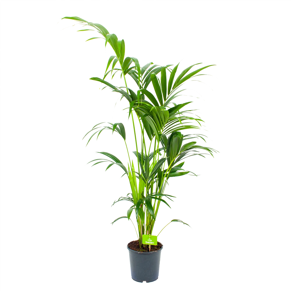 Kentiapalm - Howea Forsteriana - P21 H140 - Kamerplant 1 Kentiapalm - Howea Forsteriana - P21 H140 - Kamerplant