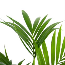 Kentiapalm - Howea Forsteriana - P24 H130 - Kamerplant -Tuin Magisch Verkoop kentiapalm howea forsteriana p24 h130 6