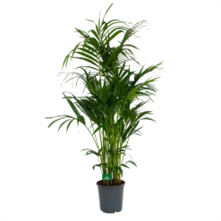 Kentiapalm - Howea Forsteriana - P27 H170 - Kamerplant -Tuin Magisch Verkoop kentiapalm howea forsteriana p27 h170 4
