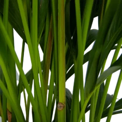 Kentiapalm - Howea Forsteriana - P27 H170 - Kamerplant -Tuin Magisch Verkoop kentiapalm howea forsteriana p27 h170 5