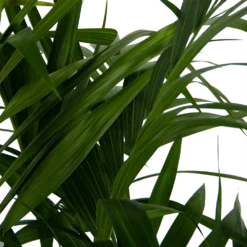 Kentiapalm - Howea Forsteriana - P27 H170 - Kamerplant -Tuin Magisch Verkoop kentiapalm howea forsteriana p27 h170 6