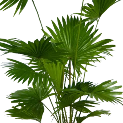 Livistona Rotundifolia - Chinese Schermpalm - P24 H100 - Kamerplant -Tuin Magisch Verkoop livistona rotundifolia chinese schermpalm p24 h100 kamerplant 2