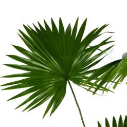 Livistona Rotundifolia - Chinese Schermpalm - P24 H100 - Kamerplant -Tuin Magisch Verkoop livistona rotundifolia chinese schermpalm p24 h100 kamerplant 3
