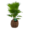 Livistona Rotundifolia In Gevlochten Caryota Pot - Chinese Schermpalm - P19 H50 - Kamerplant