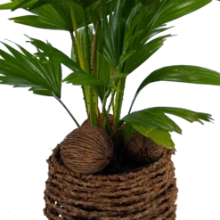 Livistona Rotundifolia In Gevlochten Caryota Pot - Chinese Schermpalm - P19 H50 - Kamerplant -Tuin Magisch Verkoop livistona rotundifolia in pot chinese schermpalm p19 h50 kamerplant 2