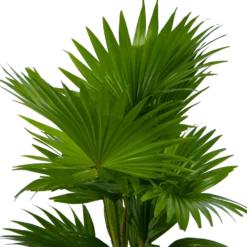 Livistona Rotundifolia In Gevlochten Caryota Pot - Chinese Schermpalm - P19 H50 - Kamerplant -Tuin Magisch Verkoop livistona rotundifolia in pot chinese schermpalm p19 h50 kamerplant 3