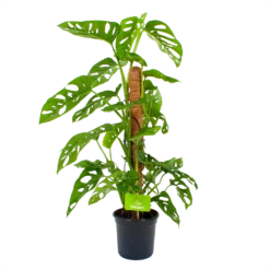 Monstera Adansonii Op Mosstok - Monkey Mask/Leaf- P16 H65 - Kamerplant