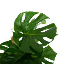Monstera Deliciosa Op Mosstok - Gatenplant - P19 H80 - Kamerplant -Tuin Magisch Verkoop monstera deliciosa op mosstok gatenplant p19 h80 4