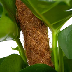 Monstera Deliciosa Op Mosstok - Gatenplant - P19 H80 - Kamerplant -Tuin Magisch Verkoop monstera deliciosa op mosstok gatenplant p19 h80 6