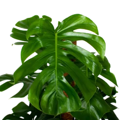 Monstera Deliciosa Op Mosstok - Gatenplant - P24 H120 - Kamerplant -Tuin Magisch Verkoop monstera deliciosa op mosstok gatenplant p24 h120 5 1