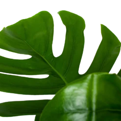 Monstera Deliciosa Op Mosstok - Gatenplant - P24 H120 - Kamerplant -Tuin Magisch Verkoop monstera deliciosa op mosstok gatenplant p24 h120 6