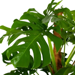 Monstera Deliciosa Op Mosstok - Gatenplant - P24 H150 - Kamerplant -Tuin Magisch Verkoop monstera deliciosa op mosstok gatenplant p24 h150 5