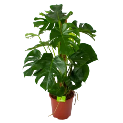 Monstera Deliciosa Op Mosstok - Gatenplant - P27 H120 - Kamerplant