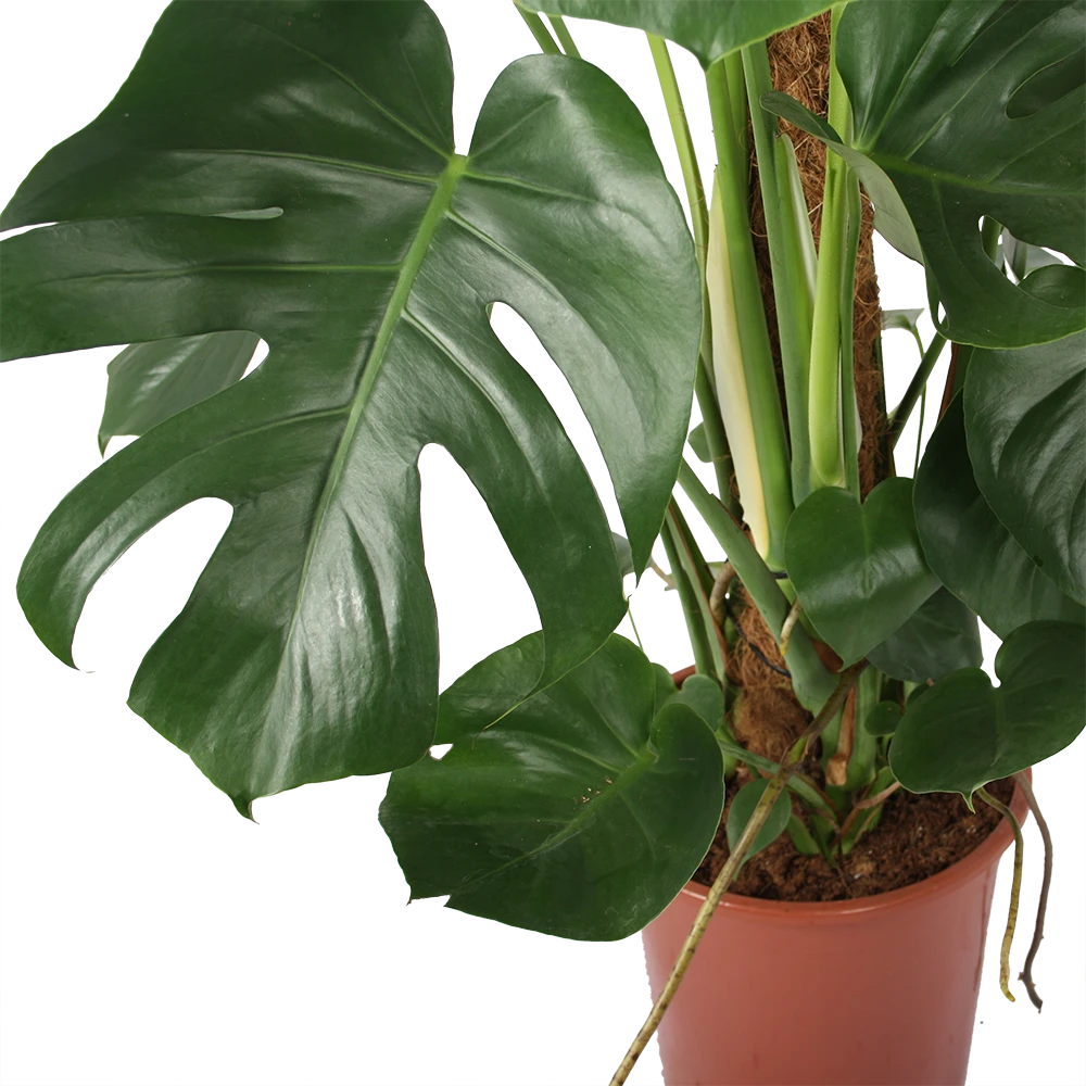 Monstera Deliciosa Op Mosstok - Gatenplant - P27 H120 - Kamerplant 2 Monstera Deliciosa Op Mosstok - Gatenplant - P27 H120 - Kamerplant - Afbeelding 2