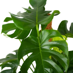Monstera Deliciosa Op Mosstok - Gatenplant - P27 H120 - Kamerplant 6 Monstera Deliciosa Op Mosstok - Gatenplant - P27 H120 - Kamerplant -Tuin Magisch Verkoop monstera deliciosa op mosstok gatenplant p27 h120 6 3