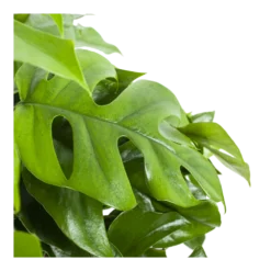 Monstera Minima - Gatenplant - In Hangpot - P27 H30 - Kamerplant -Tuin Magisch Verkoop monstera minima gatenplant in hangpot p27 h30 6