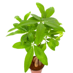 Pachira Aquatica - Geldboom - P12 H45 - Kamerplant 6 Pachira Aquatica - Geldboom - P12 H45 - Kamerplant -Tuin Magisch Verkoop pachira aquatica geldboom p12 h45 6