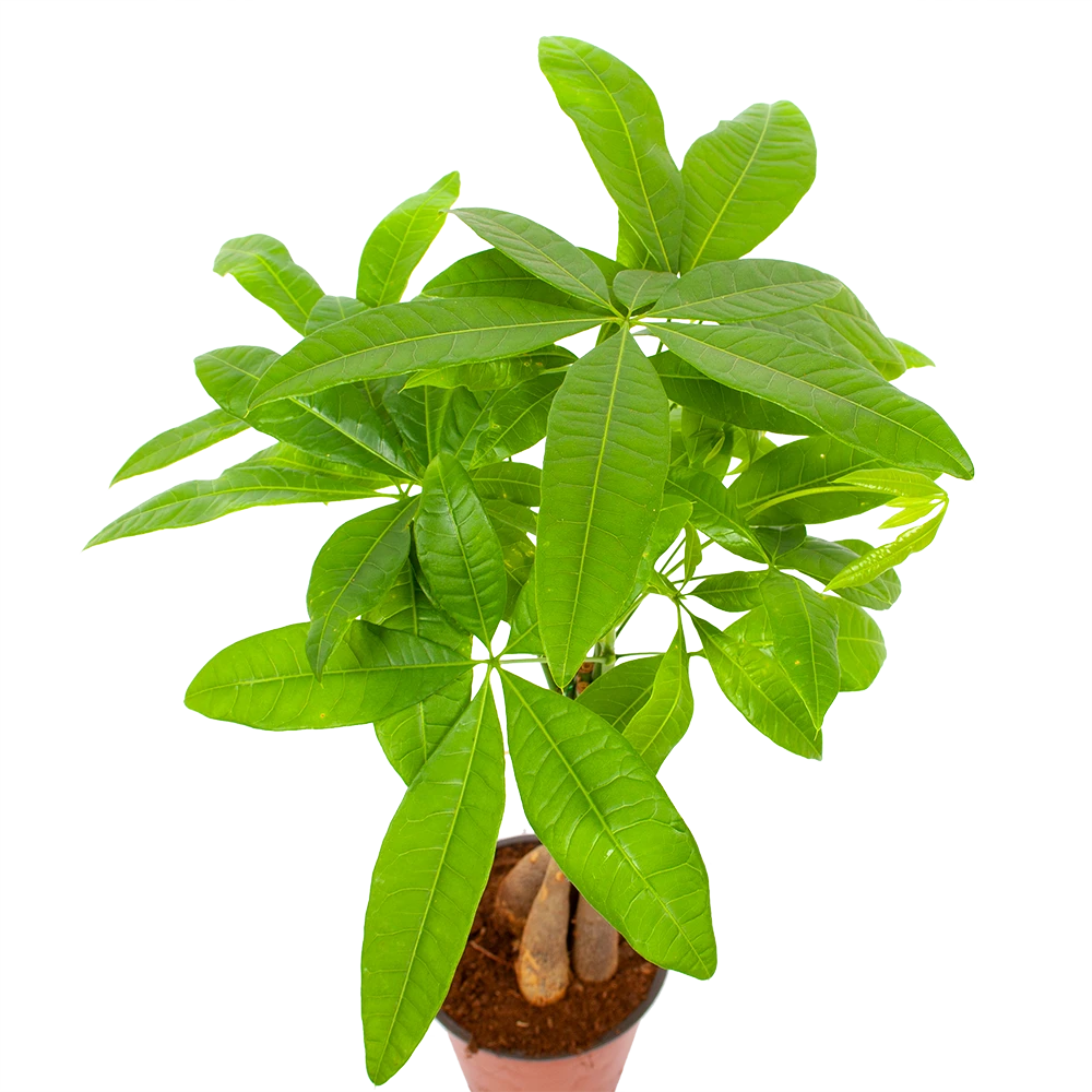 Pachira Aquatica - Geldboom - P12 H45 - Kamerplant 3 Pachira Aquatica - Geldboom - P12 H45 - Kamerplant - Afbeelding 3