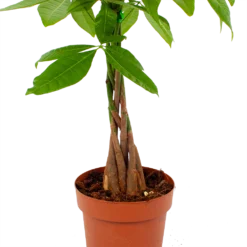 Pachira Aquatica - Geldboom - P17 H60 - Kamerplant 5 Pachira Aquatica - Geldboom - P17 H60 - Kamerplant -Tuin Magisch Verkoop pachira aquatica geldboom p17 h60 5