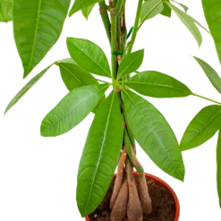 Pachira Aquatica - Geldboom - P19 H80 - Kamerplant 4 Pachira Aquatica - Geldboom - P19 H80 - Kamerplant -Tuin Magisch Verkoop pachira aquatica geldboom p19 h80 5