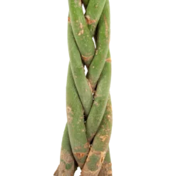 Pachira Aquatica - Geldboom - P23 H110 - Kamerplant 4 Pachira Aquatica - Geldboom - P23 H110 - Kamerplant -Tuin Magisch Verkoop pachira aquatica geldboom p23 h110 5 1