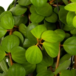 Peperomia Tetraphylla - In Hangpot - P15 H25 - Kamerplant -Tuin Magisch Verkoop peperomia tetraphylla in hangpot p15 h25 5
