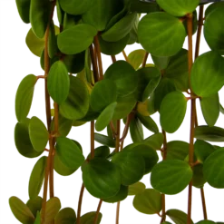 Peperomia Tetraphylla - In Hangpot - P15 H25 - Kamerplant -Tuin Magisch Verkoop peperomia tetraphylla in hangpot p15 h25 6