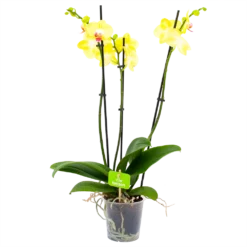 3 Taks Phalaenopsis Limelight - Vlinderorchidee - P12 H60 - Kamerplant