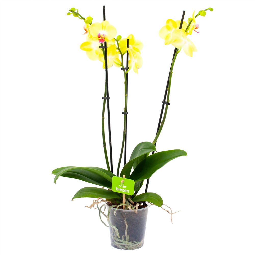 3 Taks Phalaenopsis Limelight - Vlinderorchidee - P12 H60 - Kamerplant 1 3 Taks Phalaenopsis Limelight - Vlinderorchidee - P12 H60 - Kamerplant