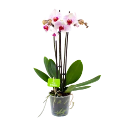 3 Taks Phalaenopsis Denver - Vlinderorchidee - P12 H60 - Kamerplant