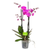 4 Taks Phalaenopsis Evolution - Vlinderorchidee - P12 H60 - Kamerplant
