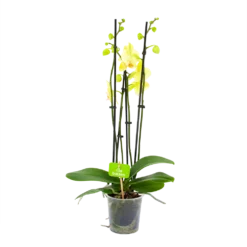 4 Taks Phalaenopsis Volterra - Vlinderorchidee - P12 H60 - Kamerplant