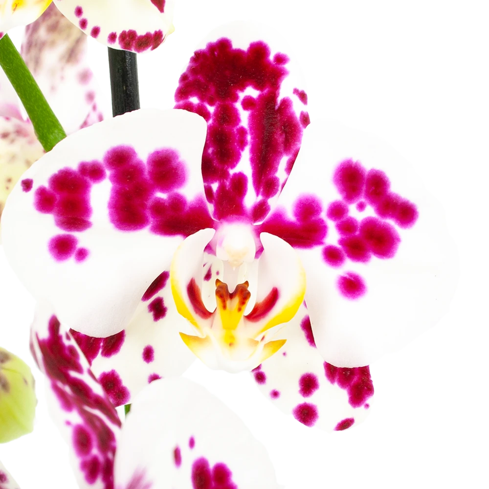 4 Taks Phalaenopsis Marrakesh - Vlinderorchidee - P12 H60 - Kamerplant - Afbeelding 2