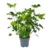 Philodendron Atlantis - P21 H75 - Kamerplant