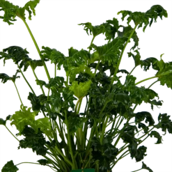 Philodendron Atlantis - P21 H75 - Kamerplant -Tuin Magisch Verkoop philodendron atlantis p21 h75 kamerplant 3