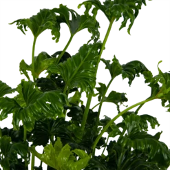 Philodendron Atlantis - P21 H75 - Kamerplant -Tuin Magisch Verkoop philodendron atlantis p21 h75 kamerplant 4